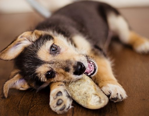 Top 6 Best Dog Treat Hooves for Chewing Best Dog Treats Hooves