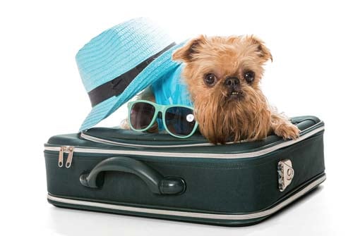 Brussels Griffon