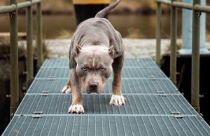 Ban on American XL Bully Breed Being Considered in UK American XL Bully