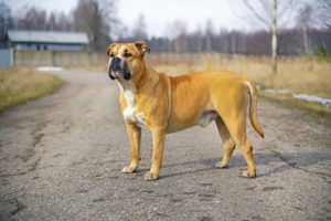 13 Banned Dog Breeds That Are Most Often Discriminated Against (2020)