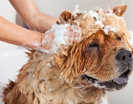 High-Maintenance Hounds: The 4 Dogs That Require the Most Time, Effort, and Money Dog Breeds That Require the Most Care Maintenance and Money