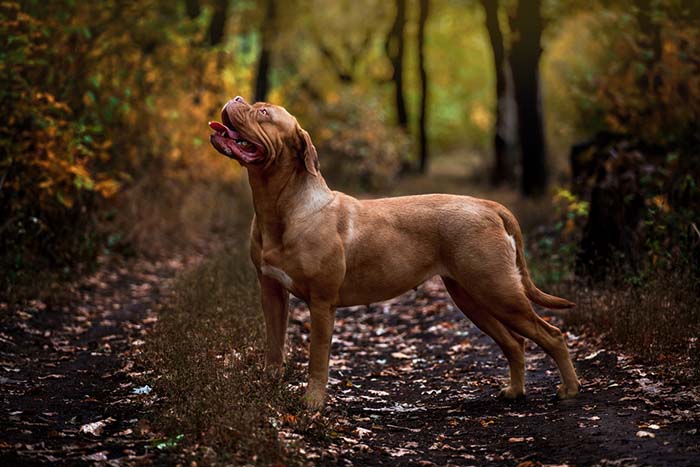 shortest dog breed lifespan