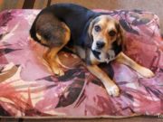 How to Choose the Perfect Dog Bed How To Choose the Perfect Dog Bed