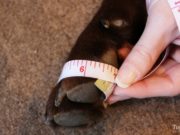 How to Measure a Dog for Boots How To Measure A Dog for Boots