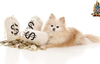 Top #23: How to Budget and Save Money on Dogs How to Budget and Save Money on Dogs