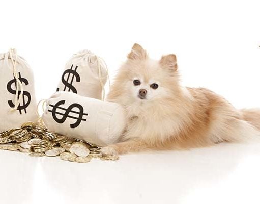 Top #23: How to Budget and Save Money on Dogs How to Budget and Save Money on Dogs