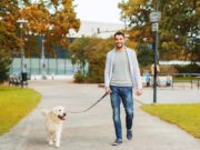 How to Train an Urban Dog: Tricks to Turn Regular Walks Into Training Opportunities How to train an urban dog