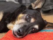 Researchers Discover a Better Treatment for Epilepsy in Dogs Researchers Discover a Better Treatment for Epilepsy in Dogs