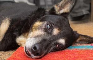 Researchers Discover a Better Treatment for Epilepsy in Dogs Researchers Discover a Better Treatment for Epilepsy in Dogs