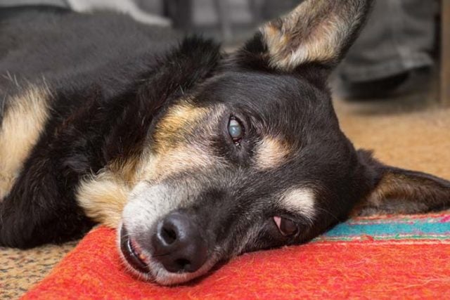 View of Researchers Discover a Better Treatment for Epilepsy in Dogs – Top Dog Tips