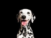 Science Uncovers the Gene Responsible for Dalmatian Disease ARDS Science Uncovers the Gene Responsible for Dalmatian Disease ARDS