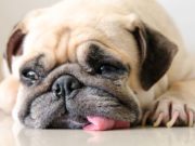 Scientists Found Out Why Pugs, Boxers and Bulldogs Have Flat Faces Scientists Found Out Why Pugs Boxers and Bulldogs Have Flat Faces