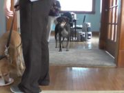 Study Shows Why Some Dogs Are More Independent Than Others Study Shows Which Dogs Think Independently