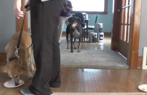 Study Shows Why Some Dogs Are More Independent Than Others Study Shows Which Dogs Think Independently