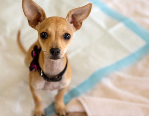 Top 50 Best Dog Pee Pads The 50 Best Dog Pee Pads