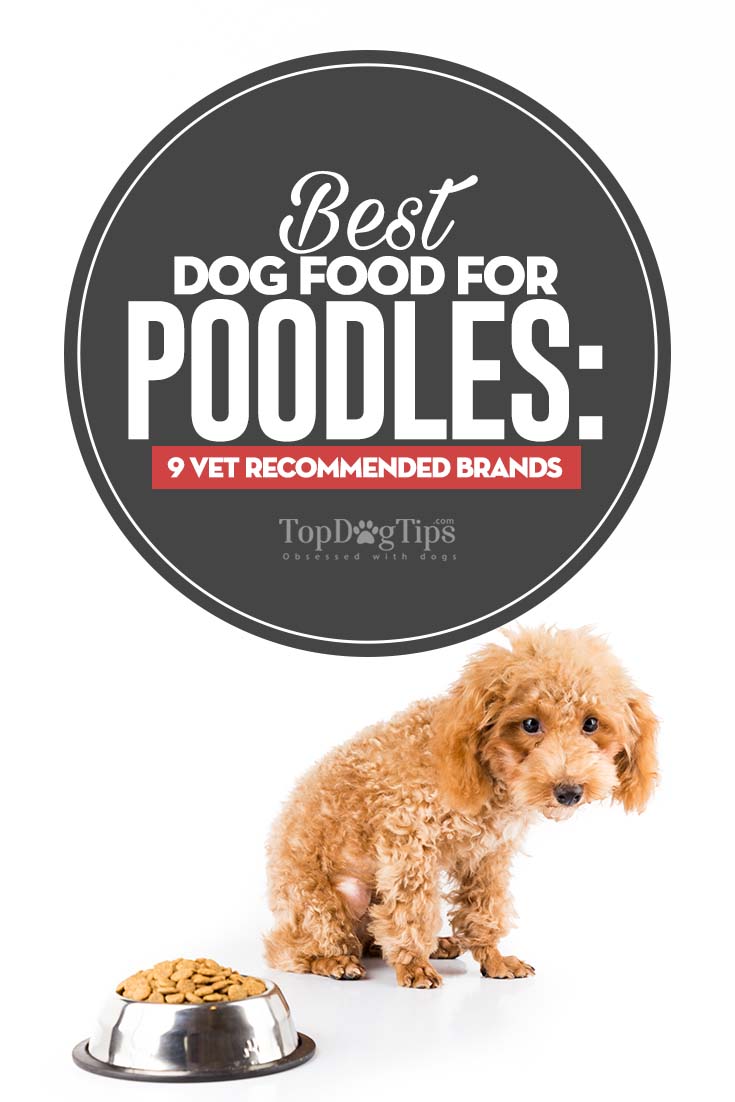 Best Dog Food for Poodles (all sizes) 9 Vet Brands