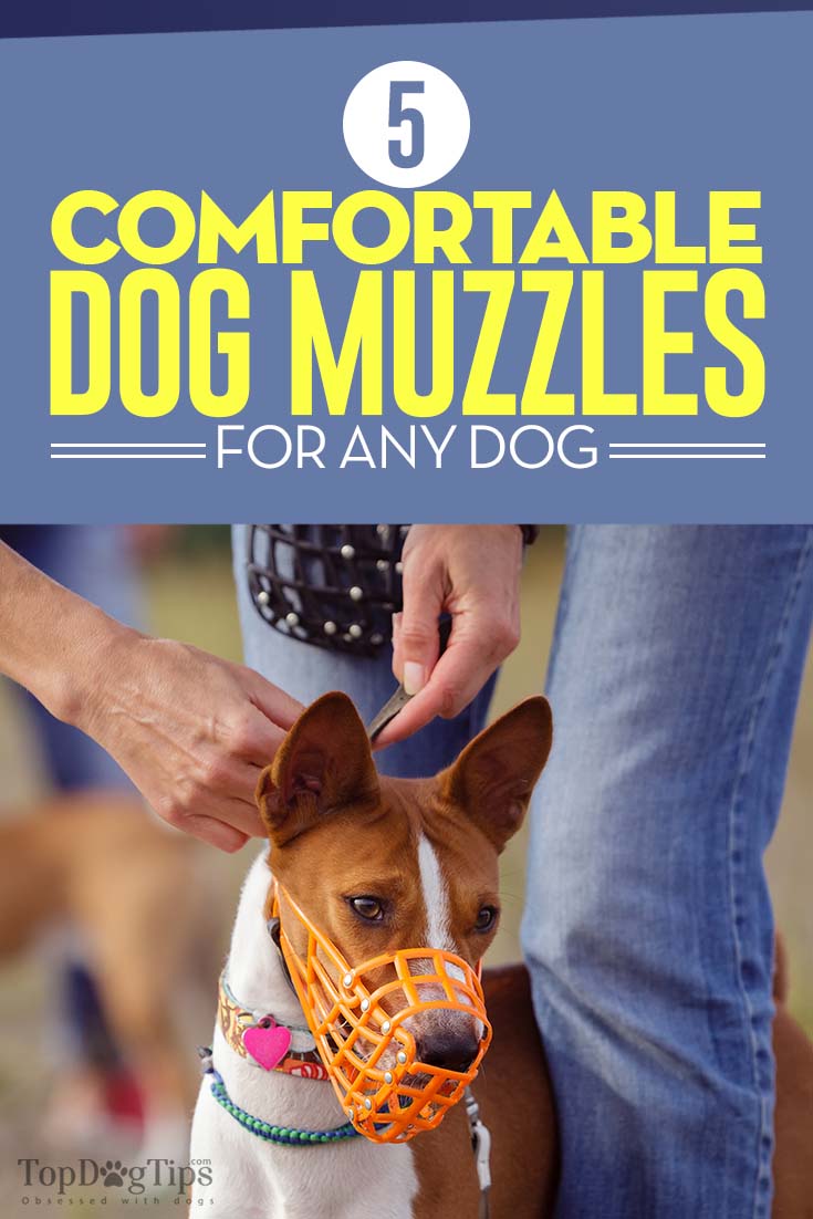 best dog muzzle for biting