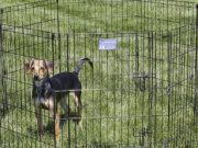 Top 5 Best Outdoor Dog Pens The Best Outdoor Dog Pens 2020