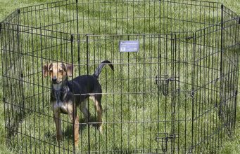 Top 5 Best Outdoor Dog Pens The Best Outdoor Dog Pens 2020