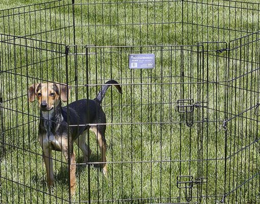 Top 5 Best Outdoor Dog Pens The Best Outdoor Dog Pens 2020