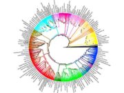 The Evolutionary Tree of Dogs Has Finally Been Mapped Out The New Evolutionary Tree of Dogs is Finally Here