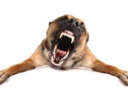 The Science Behind Aggression in Dogs The Science Behind Aggression in Dogs