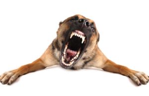 The Science Behind Aggression in Dogs The Science Behind Aggression in Dogs