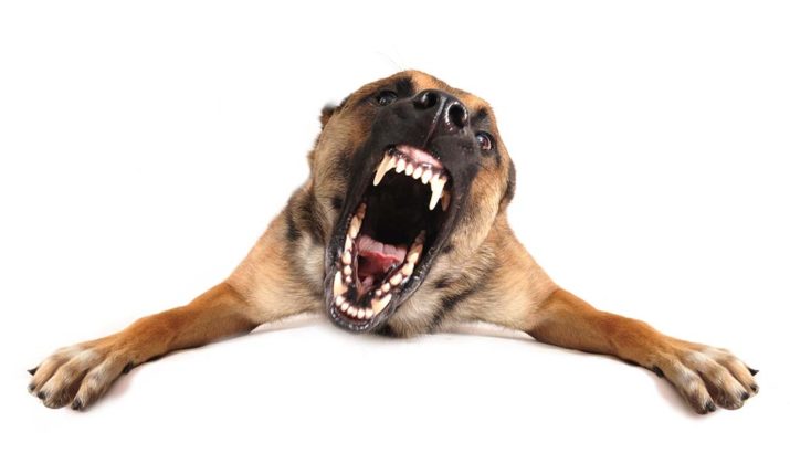 The Science Behind Aggression in Dogs (An Evidence-based Look)