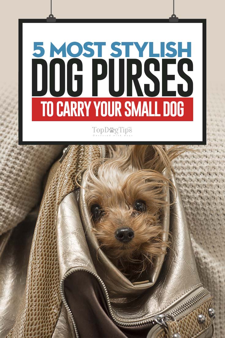 little dog purse