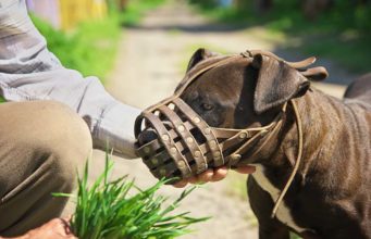 Top 5 Best Dog Muzzle Choices Top Best Dog Muzzles