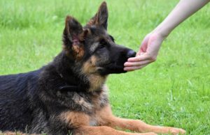 Best Dog Food for German Shepherds: 8 Vet Recommended Brands Best Dog Food for German Shepherds