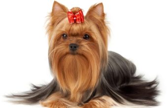 Top 5 Best Dog Hair Bows, Dyes & Accessories best dog hair bow
