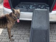 Top 5 Best Dog Safety Ramps How to pick the best dog safety ramps