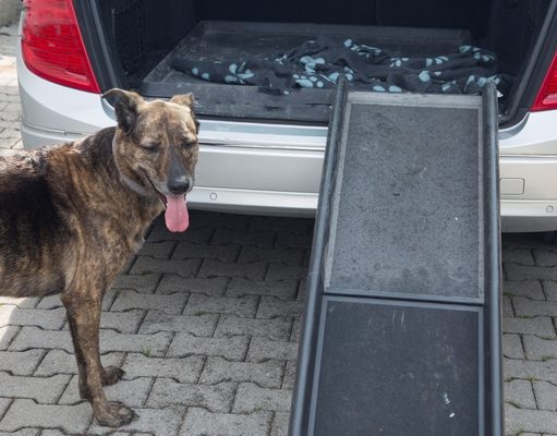Top 5 Best Dog Safety Ramps How to pick the best dog safety ramps
