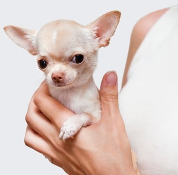 cute fluffy teacup puppies