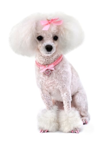 Top 10 teacup poodle full grown ideas and inspiration