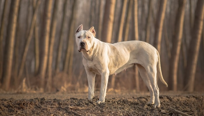 Strongest store fighting dog