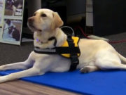 Dogs Can Now Call 911 for Emergencies Dogs Can Now Call 911 For Emergencies