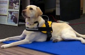 Dogs Can Now Call 911 for Emergencies Dogs Can Now Call 911 For Emergencies