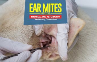 Ear Mites in Dogs: Symptoms, Natural and Veterinary Treatments, Prevention Best Treatments for Ear Mites in Dogs