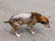 Blistering Disorder in Dogs Can Now Be Prevented Blistering Disorder in Dogs Can Now Be Prevented