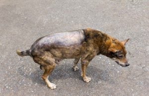 Blistering Disorder in Dogs Can Now Be Prevented Blistering Disorder in Dogs Can Now Be Prevented