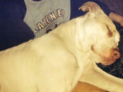 Heroic Pit Bull Saves Child From Being Murdered by His Own Mother Heroic Dog Saves Child From Being Murdered by His Own Mother