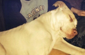 Heroic Pit Bull Saves Child From Being Murdered by His Own Mother Heroic Dog Saves Child From Being Murdered by His Own Mother