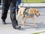 Cadaver Dogs Can Now More Accurately Identify Human Remains Cadaver Dogs Can Now More Accurately Identify Human Remains
