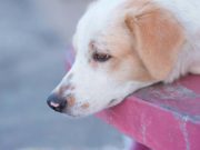 Canine Influenza Outbreak Hits Texas Canine Influenza Outbreak Hits Texas