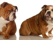 Dogs Hate Unfair Treatment Just Like Humans Do Dogs Hate Unfair Treatment Just Like Humans Do