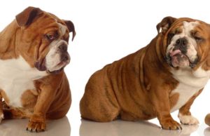 Dogs Hate Unfair Treatment Just Like Humans Do Dogs Hate Unfair Treatment Just Like Humans Do