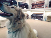 Funeral Homes Using Therapy Dogs to Help the Mourning Funeral Homes Using Therapy Dogs to Help the Mourning