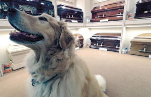 Funeral Homes Using Therapy Dogs to Help the Mourning Funeral Homes Using Therapy Dogs to Help the Mourning